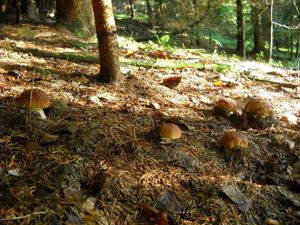 Klikni pro velký obrázek