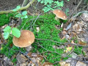 Klikni pro velký obrázek