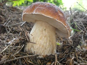 Klikni pro velký obrázek