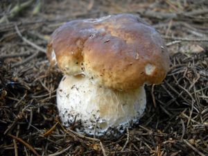 Klikni pro velký obrázek