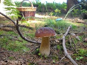 Klikni pro velký obrázek