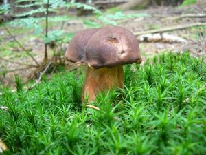 Klikni pro velký obrázek