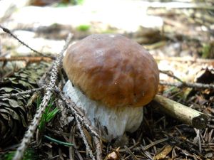 Klikni pro velký obrázek