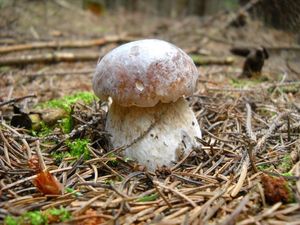 Klikni pro velký obrázek