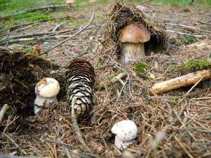 Klikni pro velký obrázek