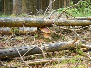 Klikni pro velký obrázek