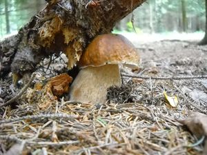 Klikni pro velký obrázek