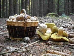 Klikni pro velký obrázek