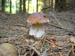 Klikni pro velký obrázek