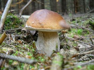 Klikni pro velký obrázek