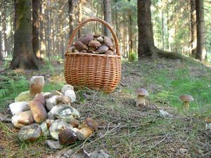 Klikni pro velký obrázek