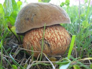 Klikni pro velký obrázek