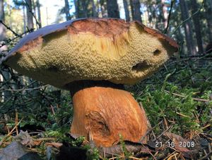 Klikni pro velký obrázek