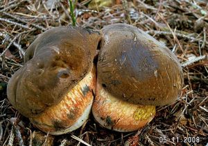 Klikni pro velký obrázek