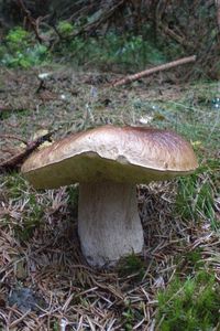 Klikni pro velký obrázek