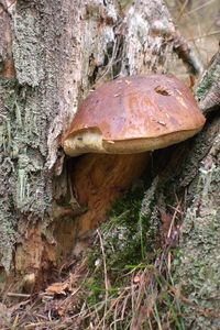 Klikni pro velký obrázek