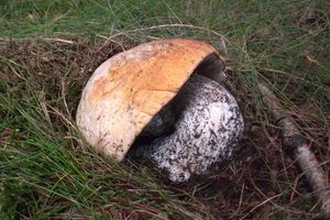 Klikni pro velký obrázek