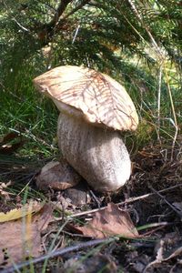 Klikni pro velký obrázek