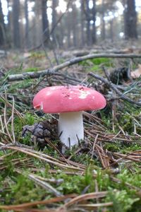 Klikni pro velký obrázek