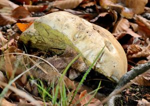 Klikni pro velký obrázek