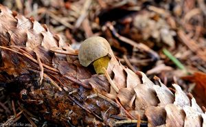 Klikni pro velký obrázek