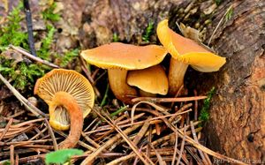 Klikni pro velký obrázek