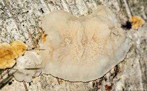 Klikni pro velký obrázek