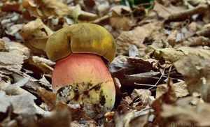 Klikni pro velký obrázek