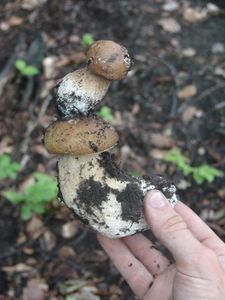 Klikni pro velký obrázek