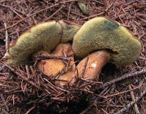 Klikni pro velký obrázek