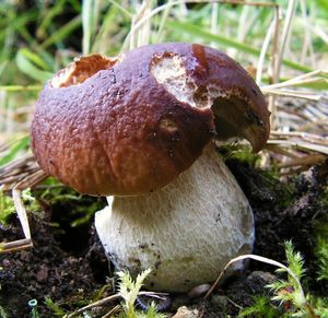 Klikni pro velký obrázek