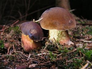 Klikni pro velký obrázek