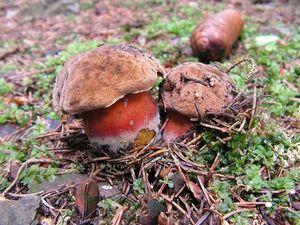 Klikni pro velký obrázek