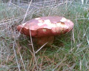 Klikni pro velký obrázek