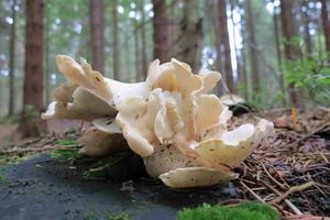 Klikni pro velký obrázek