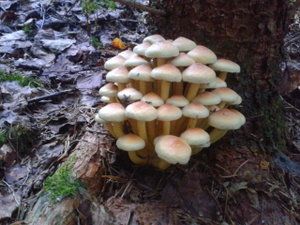 Klikni pro velký obrázek