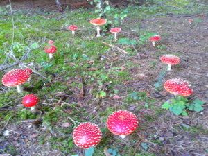 Klikni pro velký obrázek