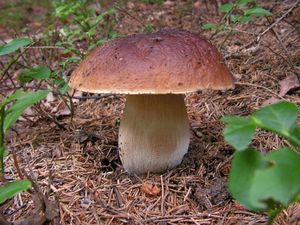 Klikni pro velký obrázek