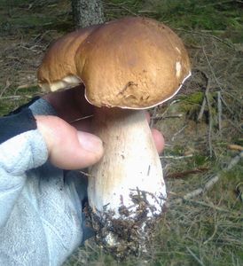 Klikni pro velký obrázek