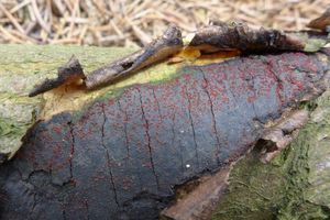 Klikni pro velký obrázek