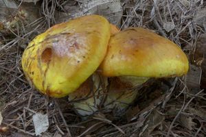 Klikni pro velký obrázek