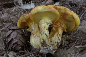 Klikni pro velký obrázek