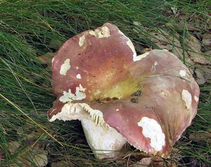 Klikni pro velký obrázek