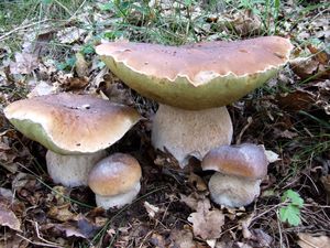 Hřib smrkový - Boletus edulis Bull. 1782