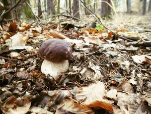 Klikni pro velký obrázek