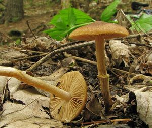 Klikni pro velký obrázek