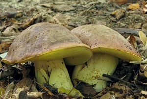 Klikni pro velký obrázek