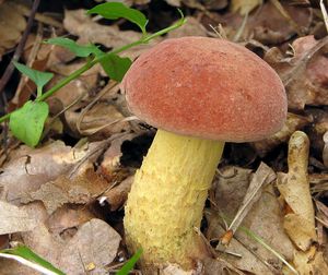 Klikni pro velký obrázek