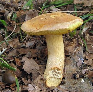 Klikni pro velký obrázek