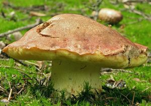 Klikni pro velký obrázek